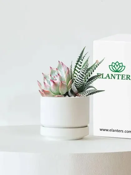 This succulent in a modern white pot with our branded packaging makes for a chic and easy-to-care-for gift. It's a great way to add a touch of greenery to someone's desk or home.