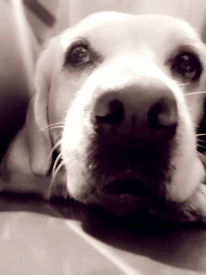 Petspace - Dog Boarding Our Pack Through the Years photo 30