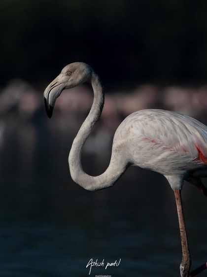 A portrait of a Greater Flamingo, showing its elegant S-shaped neck and the subtle details of its plumage against the dark water.
