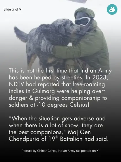 The Pack - Online Pet Parent Community A Voice for Every Dog photo 17