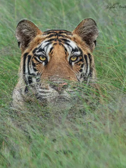 A tiger's gaze from behind tall grass. Despite the visual obstruction, my Sony Alpha 1's real-time eye autofocus locked on with flawless accuracy. This is where advanced technology helps you capture a challenging but incredibly rewarding shot.