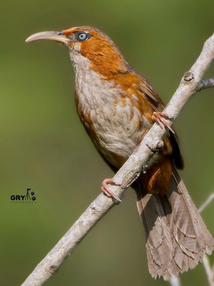 The long, curved bill of a Rusty-cheeked Scimitar Babbler is perfectly adapted for probing into crevices for insects. This profile shot clearly shows this key feature.