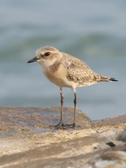 A Tibetan Sand Plover, a common migratory bird in Singapore. These birds travel from their breeding grounds in Central Asia and Russia to winter in Southeast Asia and Australia.