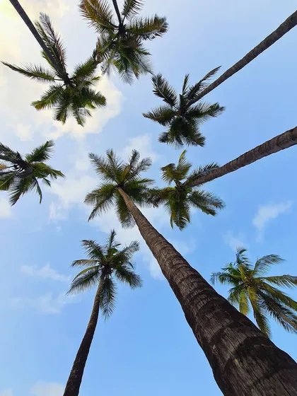 Looking straight up at towering palm trees against a blue sky. This simple yet effective composition, taken on my phone, creates a striking starburst pattern.