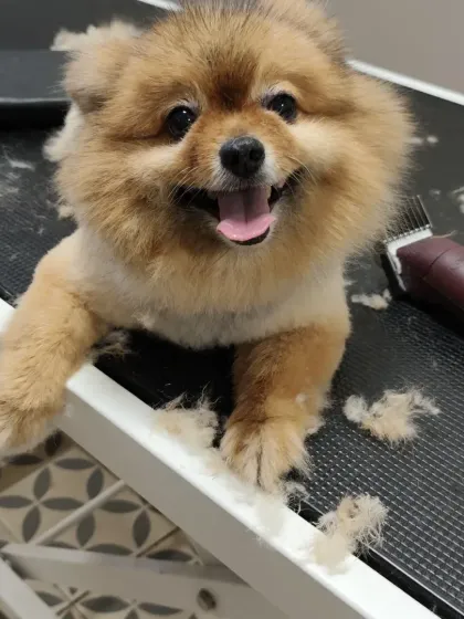 The happy face of a Pomeranian mid-groom. We ensure pets are comfortable and secure on our professional grooming tables.