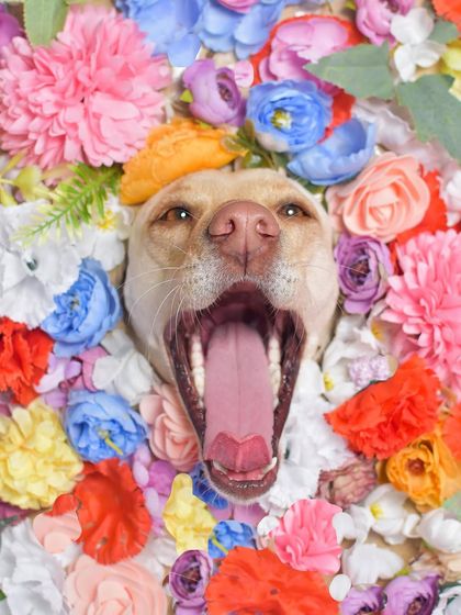 Priyanka - Themed & Special Occasion Pet Photography Imaginative Studio Sets photo 17