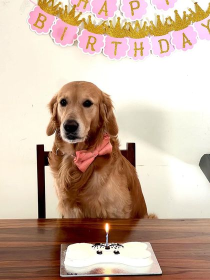 Another shot of the handsome Gem on his special day. We believe every adoption day, or "Gotcha Day," deserves a big celebration.