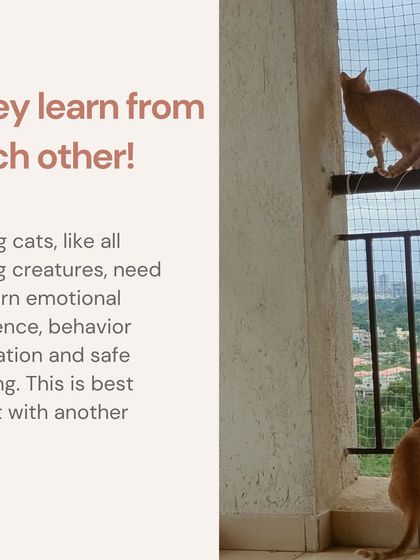 Kittens learn from each other. A pair learns emotional resilience, behavior regulation, and safe play from their companion, which is essential for their development.