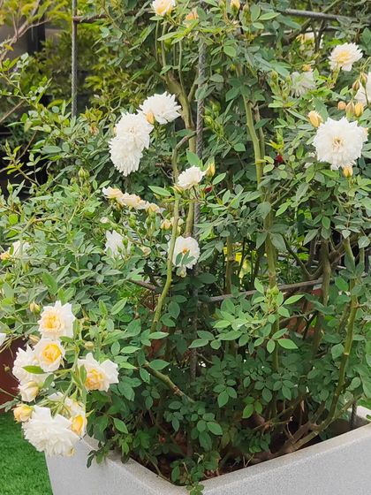 A beautiful white climbing rose thriving in a large container on a terrace. I provide the right soil, support structures, and plant choice to ensure even demanding plants like roses can flourish in a pot.