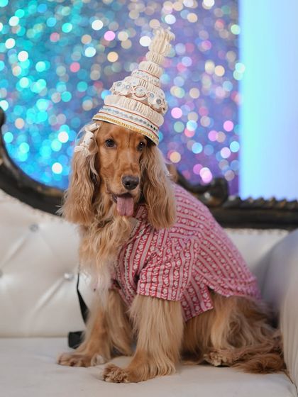 The complete Jamai look. Posto posing on the couch, ready for his festive feast.