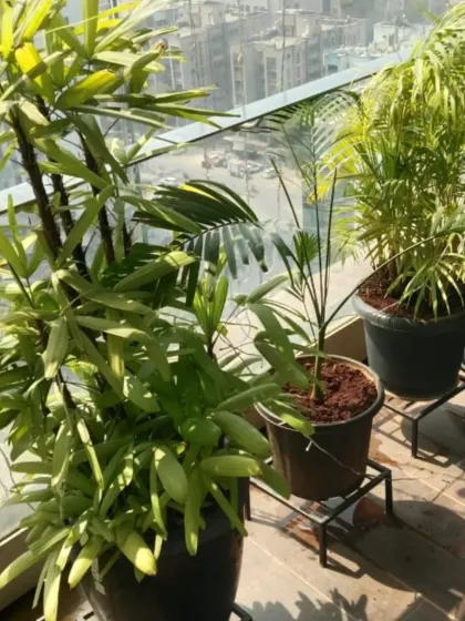 Healthy palm varieties enjoying the sun on a city-view balcony. We ensure these plants are properly potted and cared for to withstand urban conditions.