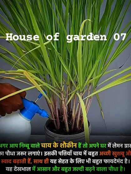 If you love lemon tea, you should grow your own Lemongrass. It's easy to maintain, grows quickly, and adds a wonderful fresh flavor and aroma to your chai. I can help you start your own small kitchen garden.