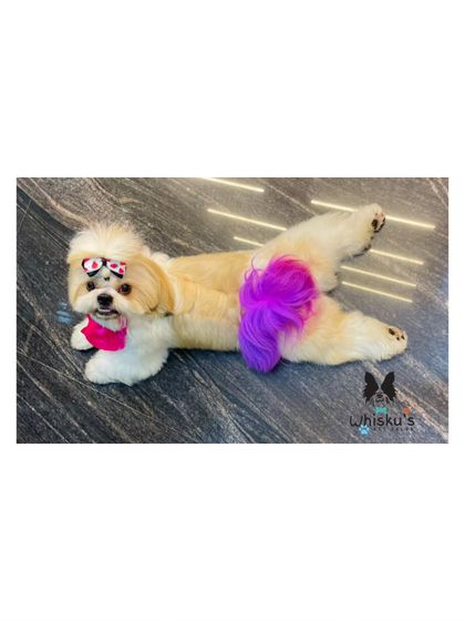 Furrybells Pet Grooming - Pet Grooming (Dogs & Cats) Creative Coloring & Styling photo 7