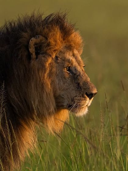 A strong portrait of a male lion in the golden light of the Masai Mara, a result of getting close when the opportunity arises.