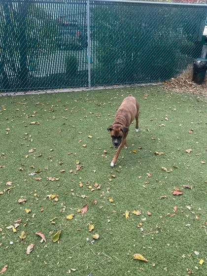 Milo, a handsome Boxer mix, confidently striding through the play yard. He and Ginger were fully prepared for their long-haul flight to New York, including plenty of exercise and socialization.