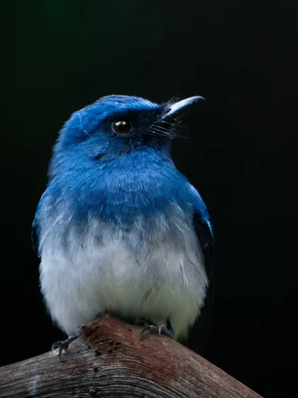 A detailed portrait of the White-Bellied Blue Flycatcher, showing off its stunning blue plumage.