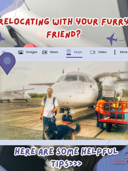 Anvis - Pet Relocation Preparing for Travel: Health, Safety & Documentation photo 35