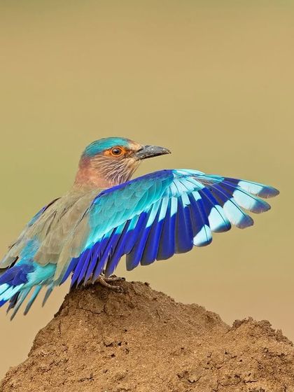 An Indian Roller spreading its wings, revealing the brilliant blue feathers that are hidden when it's perched.