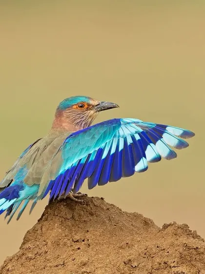 An Indian Roller spreads its wings, revealing the brilliant blue and indigo feathers that are hidden when it is perched.