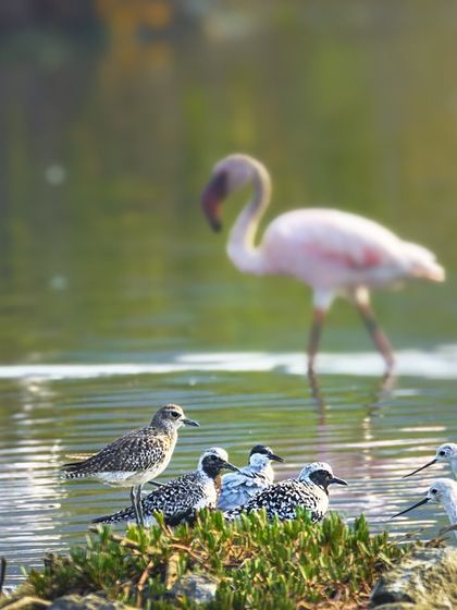 The Flamingo Spectacle of Navi Mumbai photo 7
