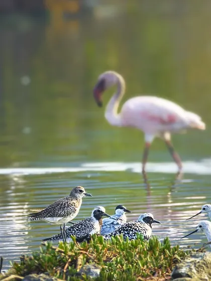 A beautiful moment of coexistence in the Navi Mumbai wetlands. A lone flamingo walks past a group of Black-bellied Plovers, migratory birds that have traveled thousands of kilometers from the Arctic Tundra to feed here.