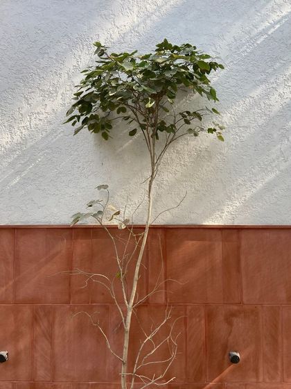 A simple composition of a tree against a textured wall, capturing the essence of our warm minimalist aesthetic. We believe in finding beauty in the balance between the built environment and the natural world.