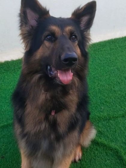 A handsome German Shepherd, happy to be part of the pack.