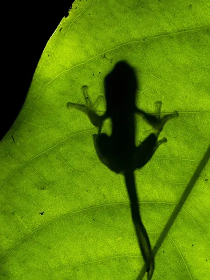 The silhouette of a tadpole on a leaf. This is creative macro photography, looking for abstract shapes and stories in the small details of nature.