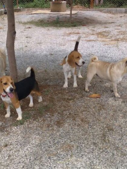 Petboro - Dog Boarding & Daycare Making New Friends photo 8