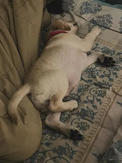 Our beds are their beds. We don't have kennels, so your baby is free to find their favorite comfy spot, just like this little sweetheart did. A good nap after a day of play is the best feeling.
