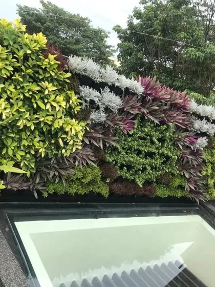 A vertical garden installed on a rooftop. This living wall uses a mix of foliage with different colors and textures, like variegated Schefflera and purple Tradescantia, to create a piece of living art that also provides a natural privacy screen.