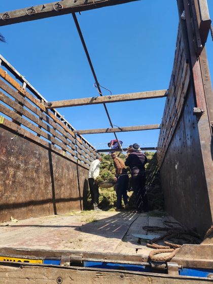 Delhi Gardner - Wholesale Plant & Turf Supply Natural Grass Turf: From Our Farm to Your Project photo 73