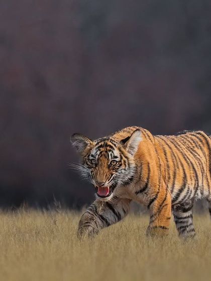 Tigers of India's Jungles photo 27