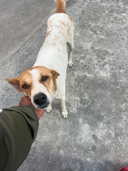 Sujith Kumar - Running & Fitness Coaching My Paw Friends photo 87