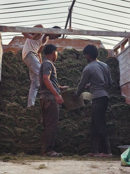 Delhi Gardner - Wholesale Plant & Turf Supply Natural Grass Turf: From Our Farm to Your Project photo 109