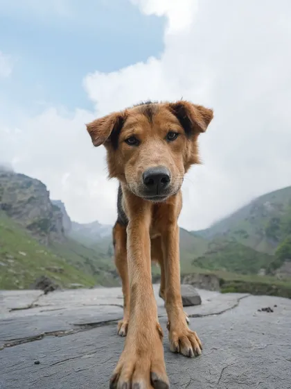 A curious sheep herding dog in the Himalayas comes right up to my lens. I love these unscripted moments that show an animal's natural confidence and curiosity. This kind of environmental portrait tells the story of the dog and its life on the move.