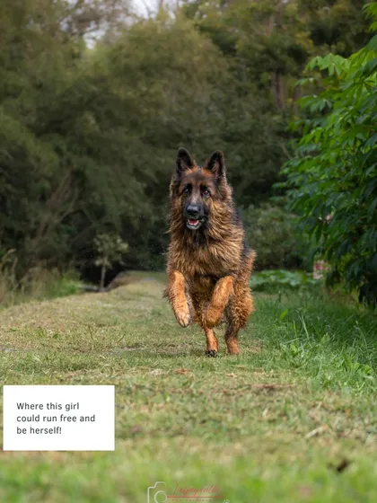 Ruby in full flight, running through a grassy path. This is the kind of dynamic, high-energy shot that outdoor sessions make possible.