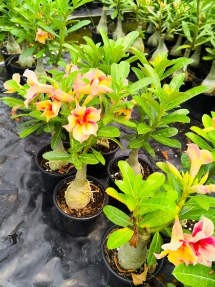 A row of multicoloured Desert Roses in the nursery.