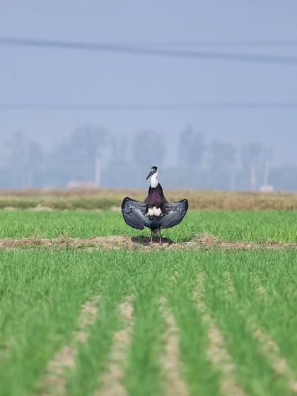 A Red-crested Pochard sunbathes in a wheat field. The destruction of Najafgarh lake forces these birds into agricultural lands, increasing conflict.