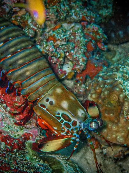 The mantis shrimp is a formidable predator with strikes faster than a bullet. With about 550 different species, they are as diverse as they are deadly, and a favorite find for our macro-loving divers.