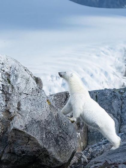 A Curious Quest. This polar bear, standing tall to survey its surroundings, is a perfect example of the intelligence and curiosity of these magnificent animals.