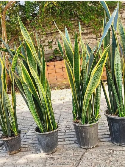 A lineup of tall Sansevieria Laurentii plants. These are excellent for creating a natural screen or adding a strong vertical element to your decor.