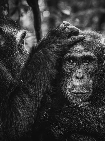 A tender moment of grooming between two chimpanzees, rendered in black and white. Removing color focuses the viewer's attention on the emotion, texture, and connection in the scene.