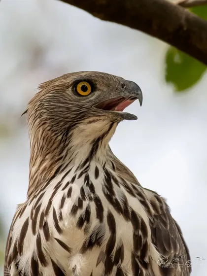 Another intense portrait of the Changeable Hawk-Eagle from Rajaji.