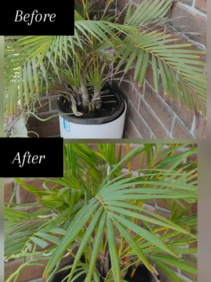 An Areca Palm can lose its lush look quickly without the right care, as you see in the top image. The leaves were drooping and losing color. With some careful pruning of old growth and a soil refresh, the plant became much fuller and greener, transforming the corner it sits in.