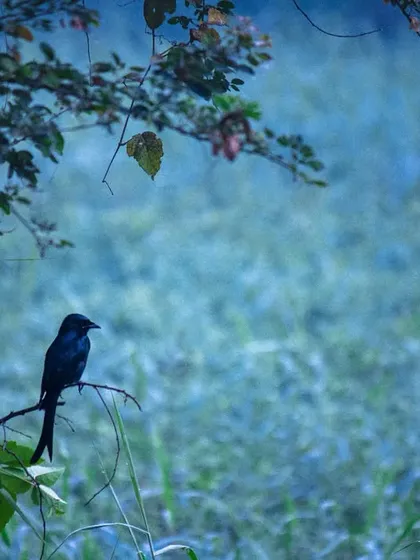 A Black Drongo perched in the misty winter morning. The foggy, blueish light creates a dreamlike atmosphere that I love to capture in my work.