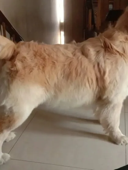 I have experience grooming dogs of all sizes. This Golden Retriever is showing off its clean and well-brushed coat after a full grooming session with me.