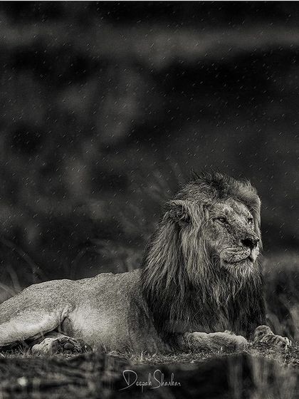 The sound of the rain, the smell of the earth, and the sight of a king at rest. This image transports you to that magical moment in the savanna.