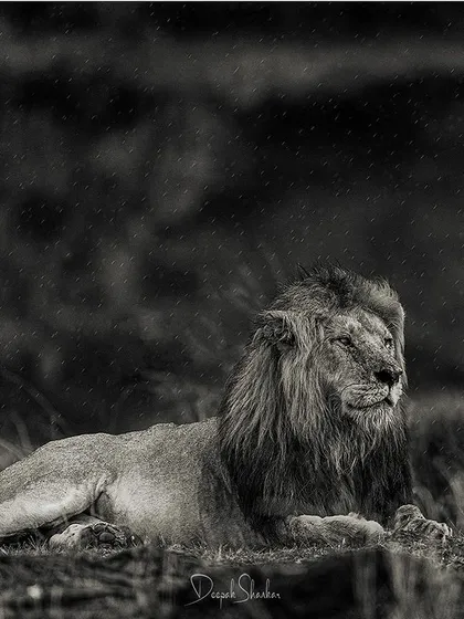 These images further explore the lives of Africa's big cats, from quiet portraits and family interactions to the drama of the hunt. Each one is a piece of the larger narrative we build on safari.
