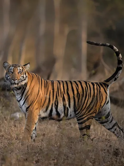 A young tiger in Tadoba National Park with its tail curled in a perfect question mark. This pose captures the curious and alert nature of a sub-adult exploring its surroundings.